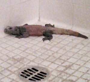 Imagine our surprise to find this guy in the shower.
