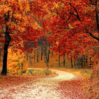 fall-autumn-red-season